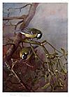 Archibald Thorburn Canvas Paintings - Great Tits and Mistletoe